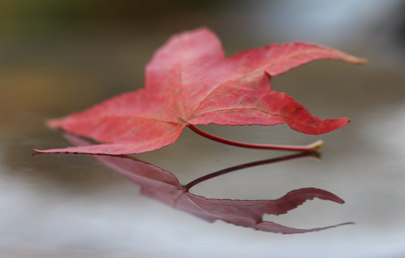 Naturfotografie