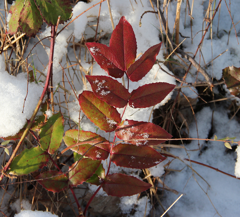 Winter-Farben