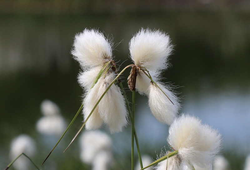 Schmalblättriges Wollgras