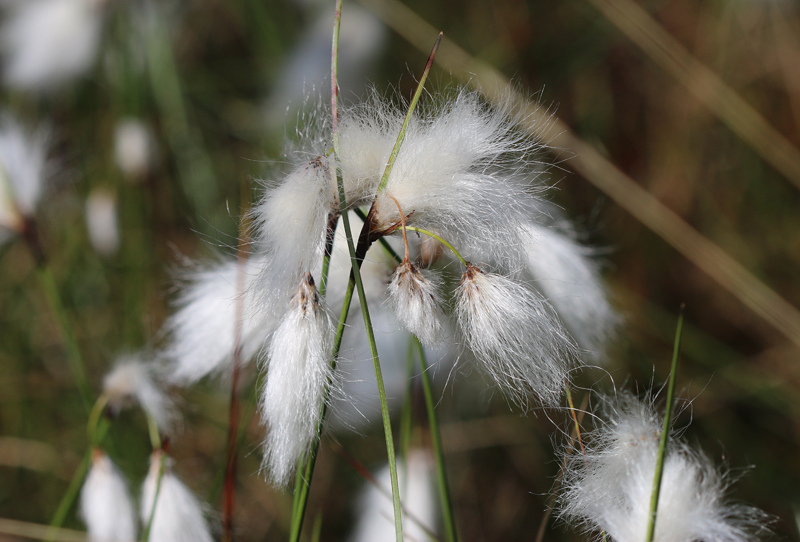 Schmalblättriges Wollgras