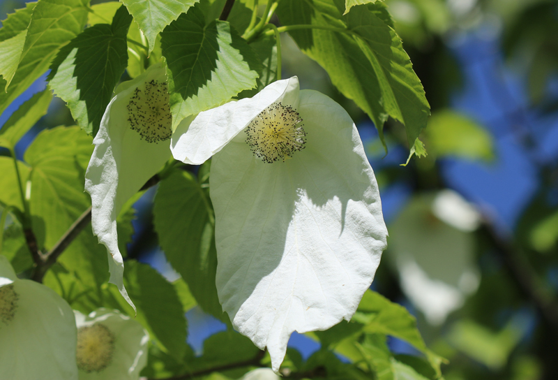 Taschentuchbaum