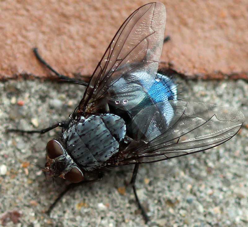 Blaue Schmeißfliege