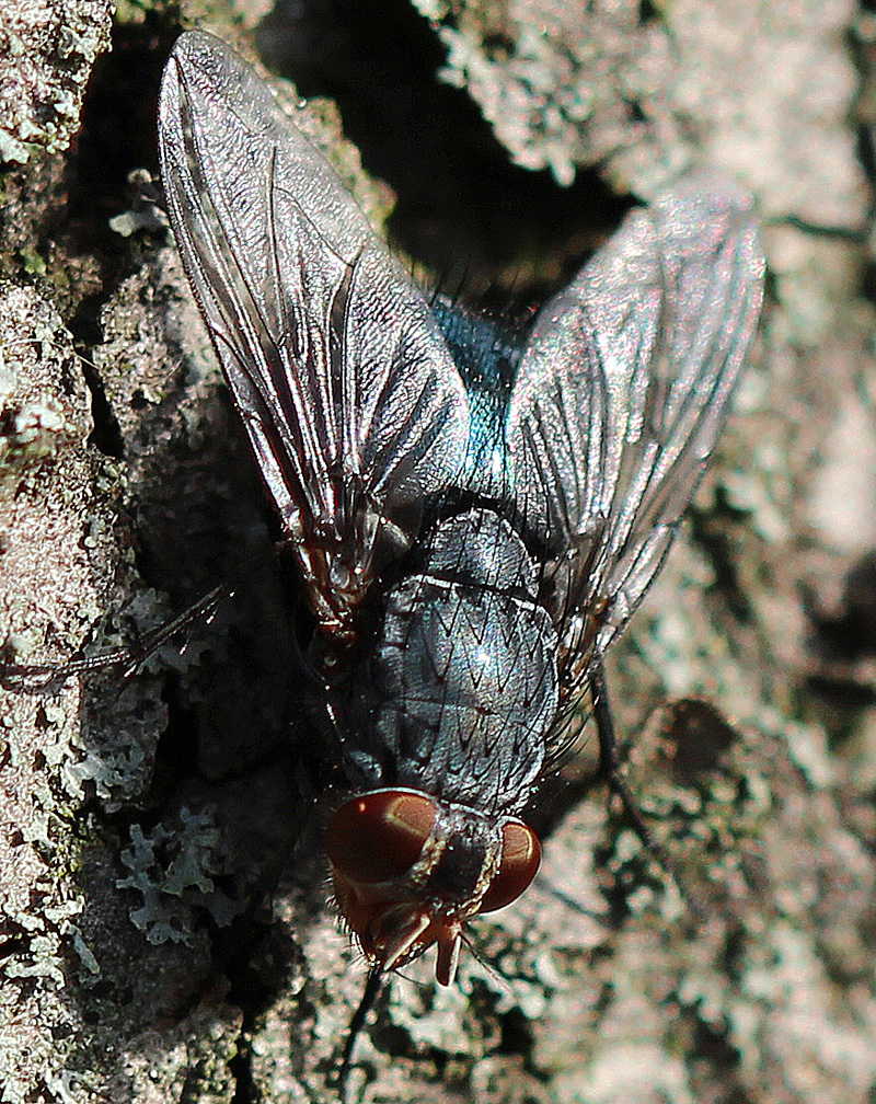 Blaue Schmeißfliege