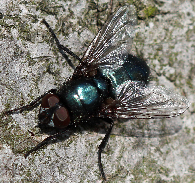 Blaue Schmeißfliege