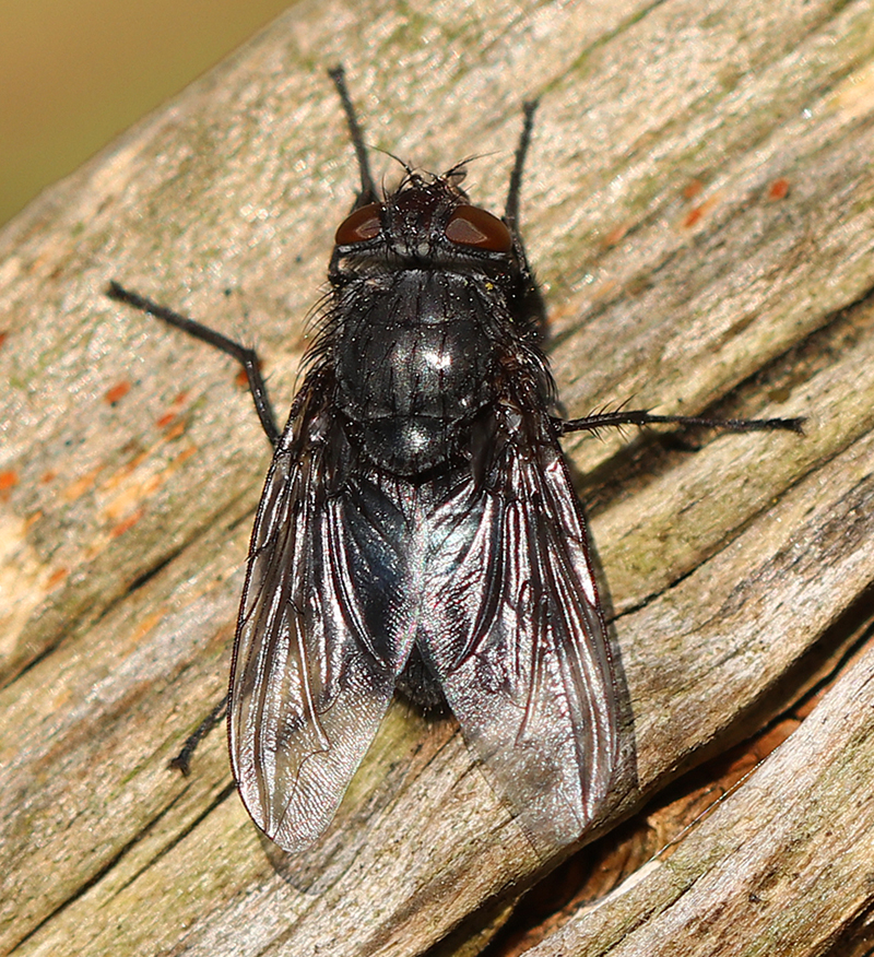 Blaue Schmeißfliege