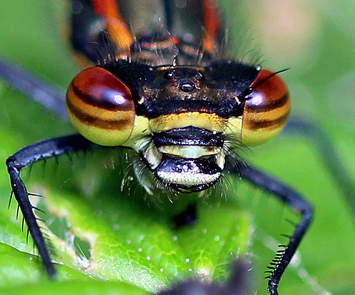 Frühe Adonislibelle