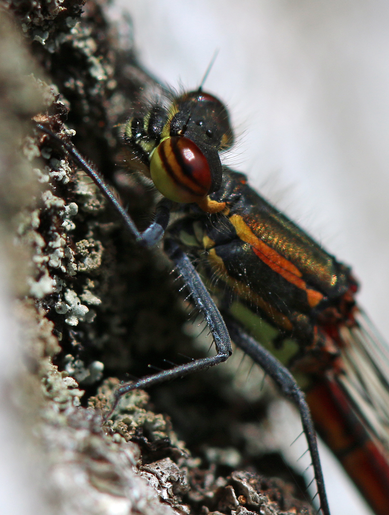 Frühe Adonislibelle