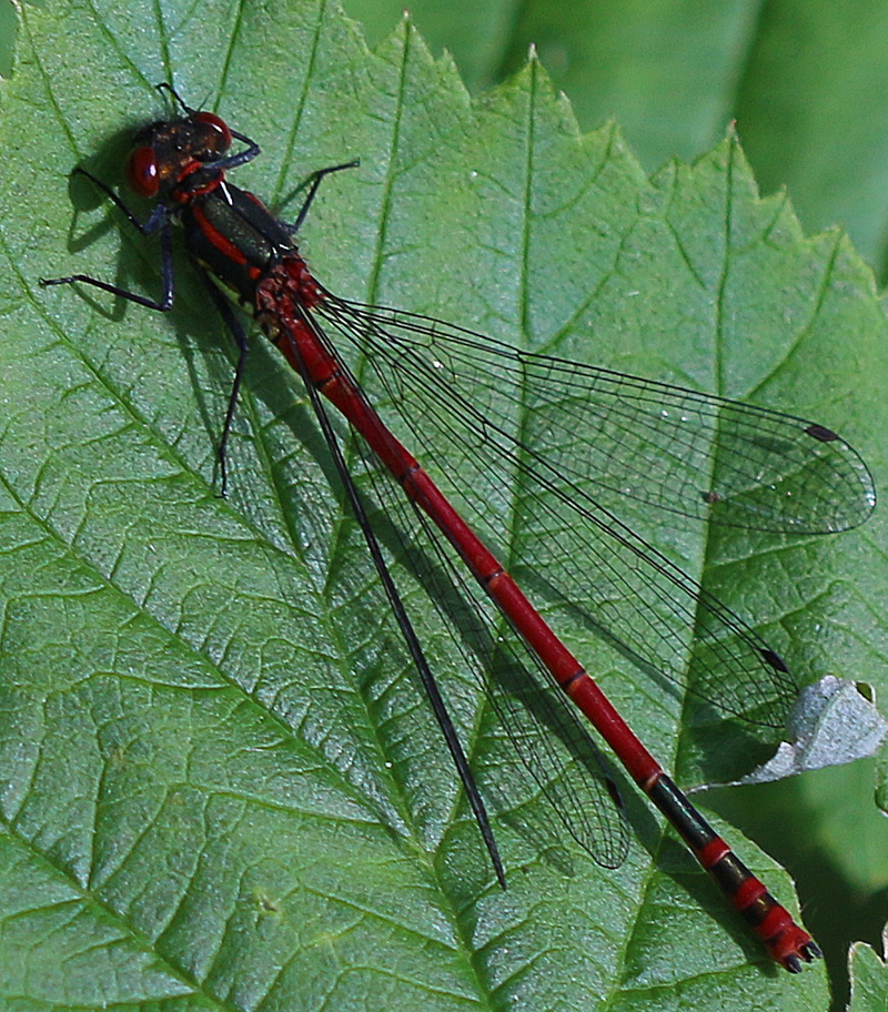 Frühe Adonislibelle