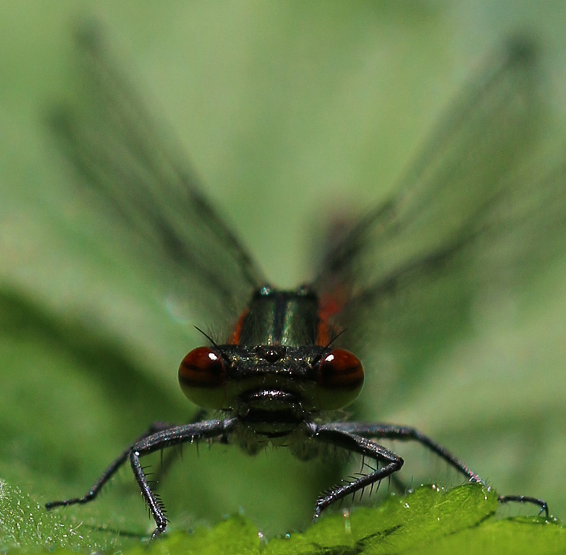 Frühe Adonislibelle