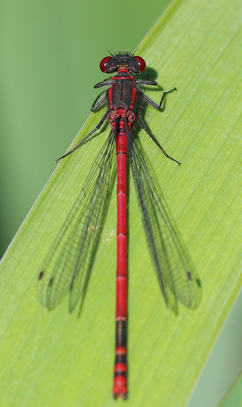 Frühe Adonislibelle