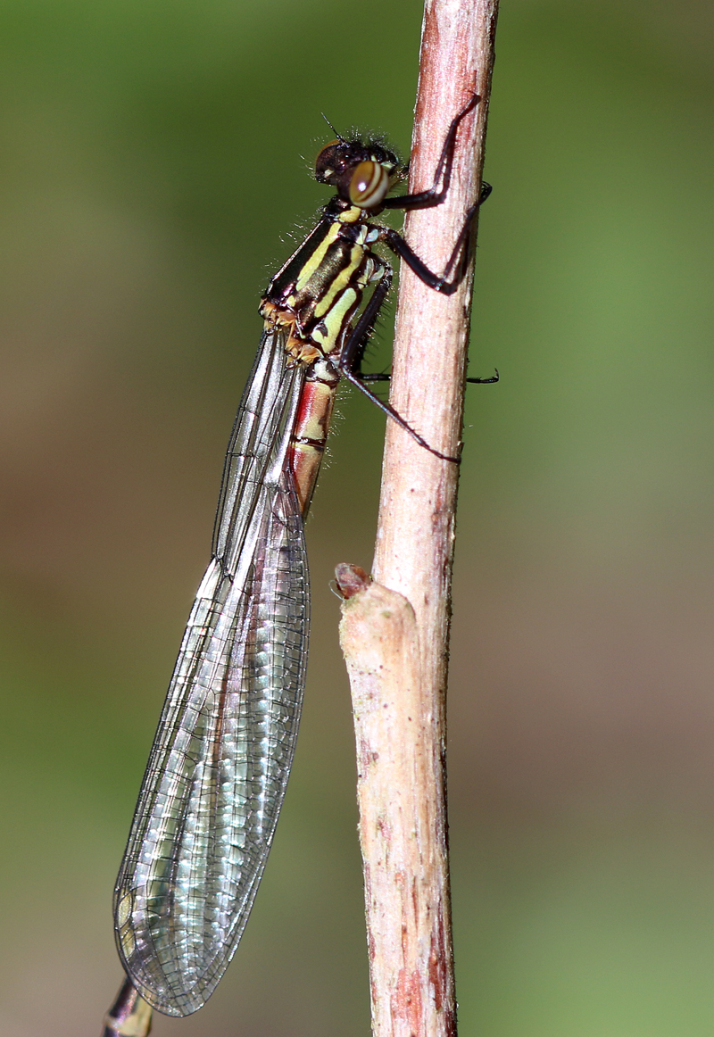 Frühe Adonislibelle