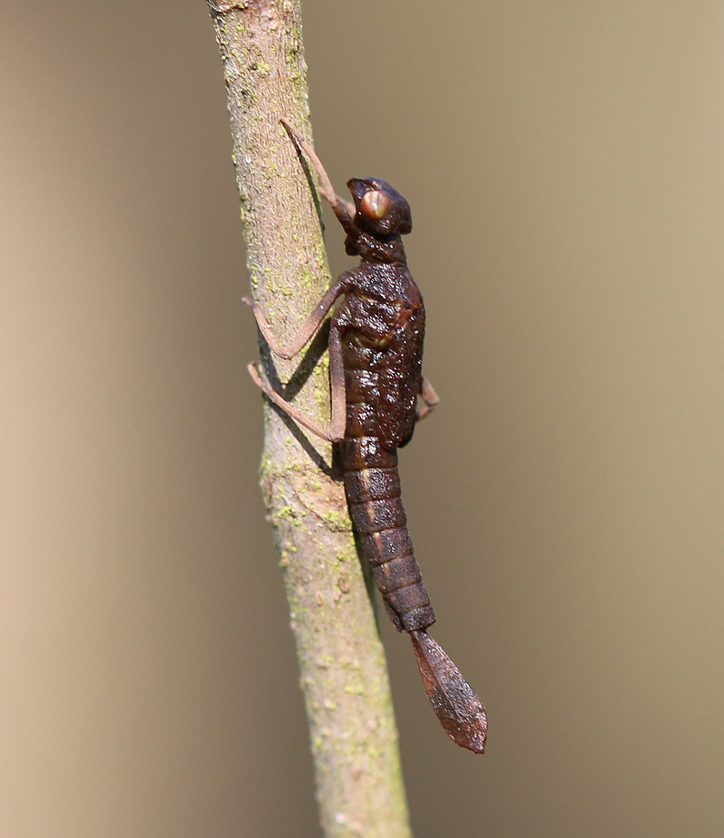 Frühe Adonislibelle