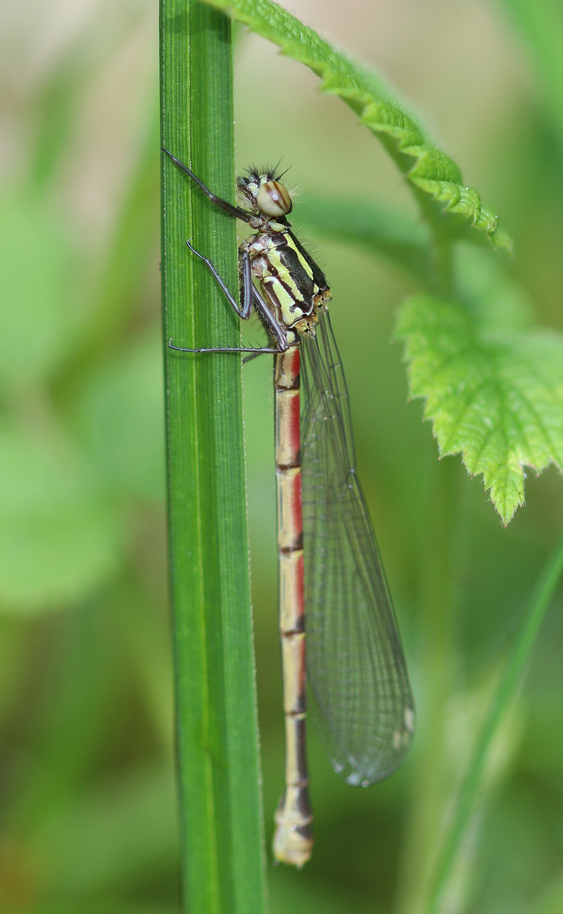 Frühe Adonislibelle