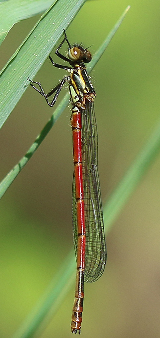 Frühe Adonislibelle