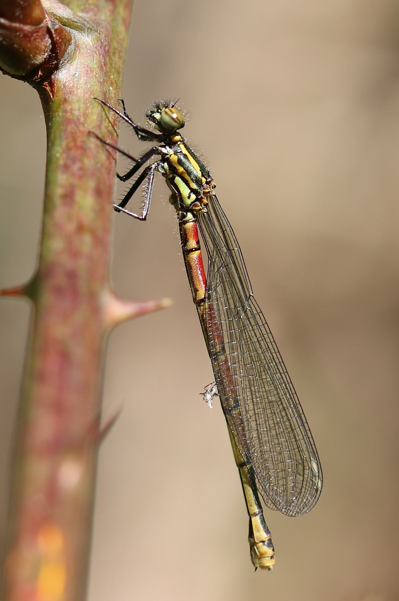 Frühe Adonislibelle