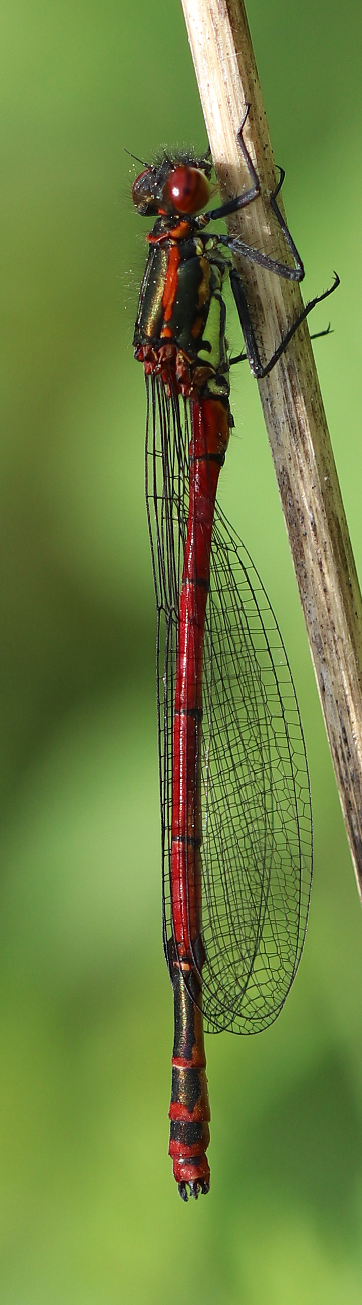 Frühe Adonislibelle