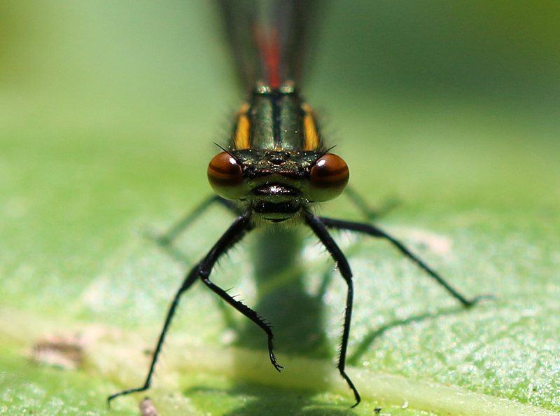 Frühe Adonislibelle