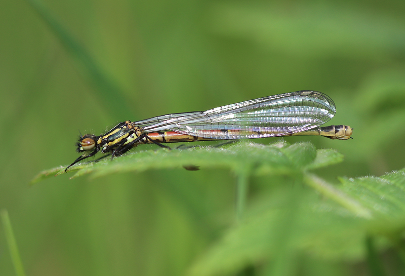 Frühe Adonislibelle