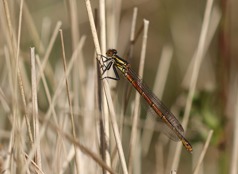 Frühe Adonislibelle