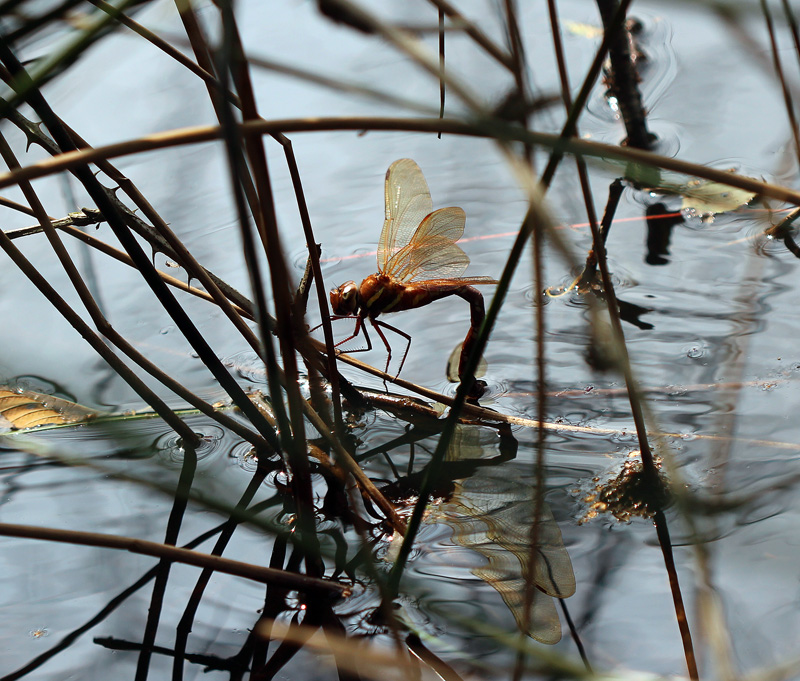 Braune Mosaikjungfer