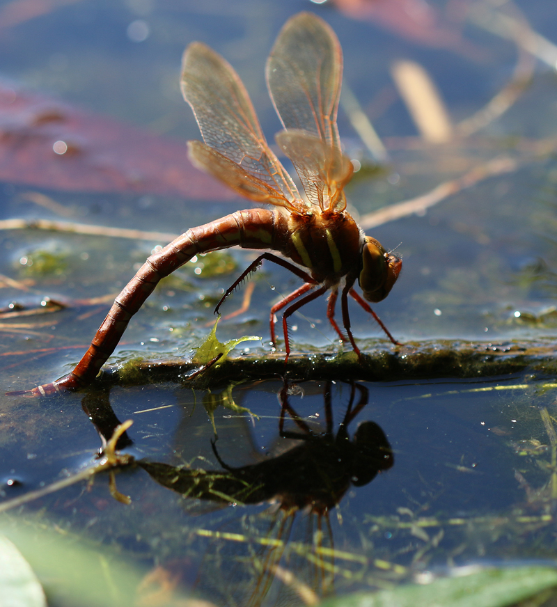 Braune Mosaikjungfer