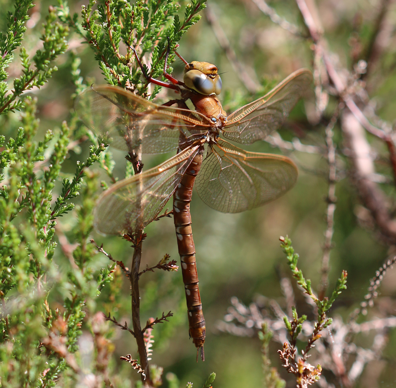 Braune Mosaikjungfer