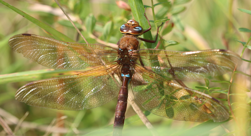 Braune Mosaikjungfer