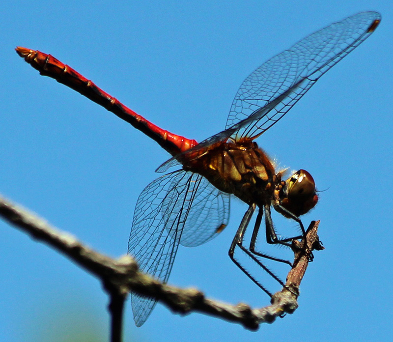 Blutrote Heidelibelle