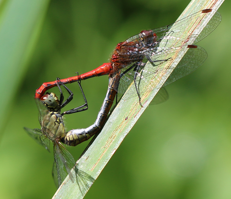 Blutrote Heidelibelle