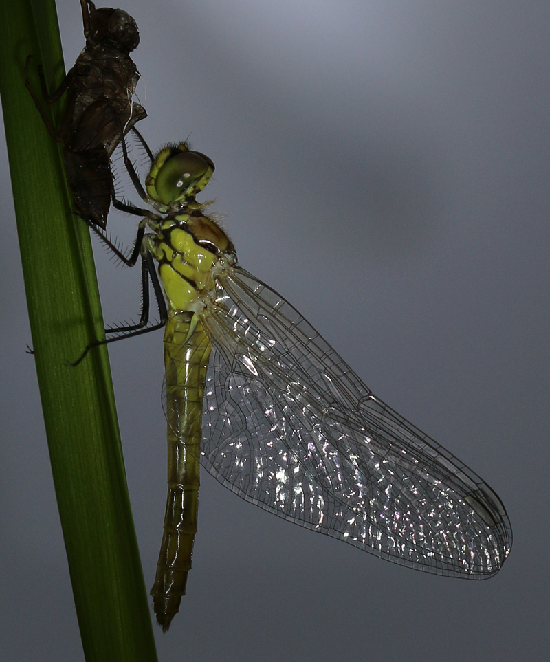 Blutrote Heidelibelle