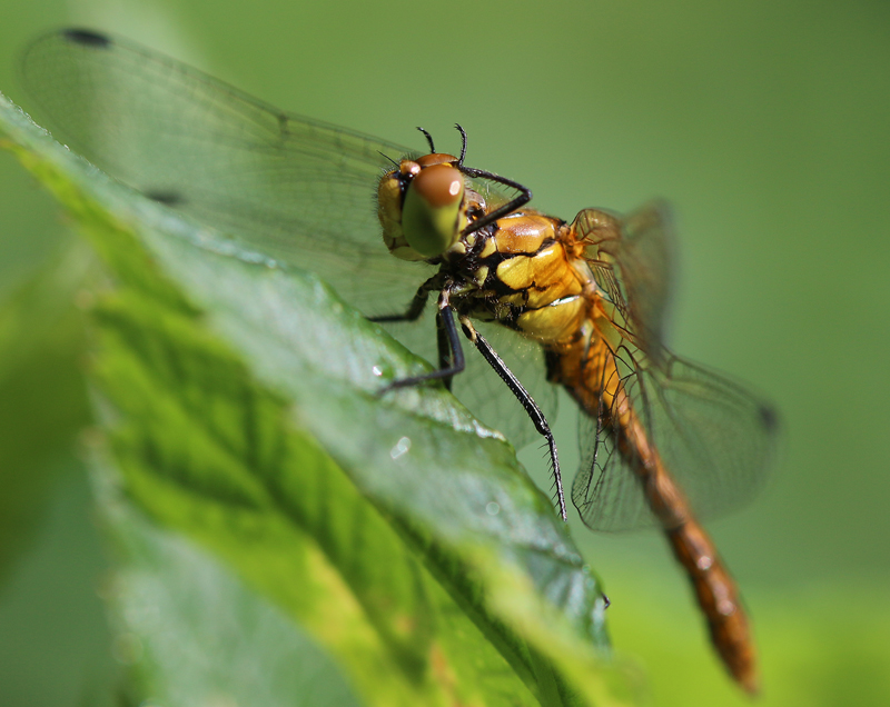 Blutrote Heidelibelle