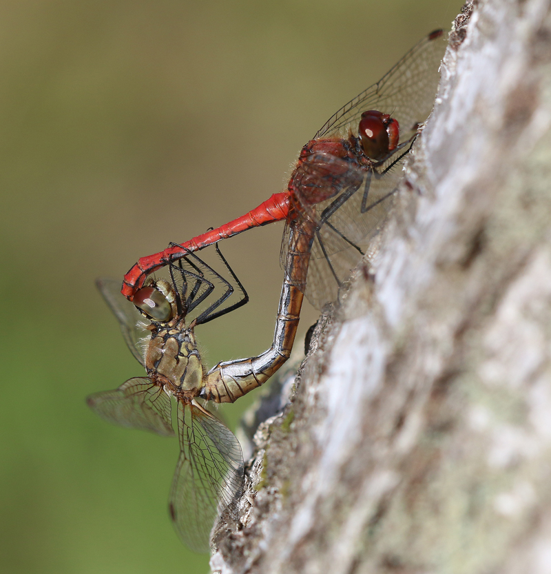 Blutrote Heidelibelle