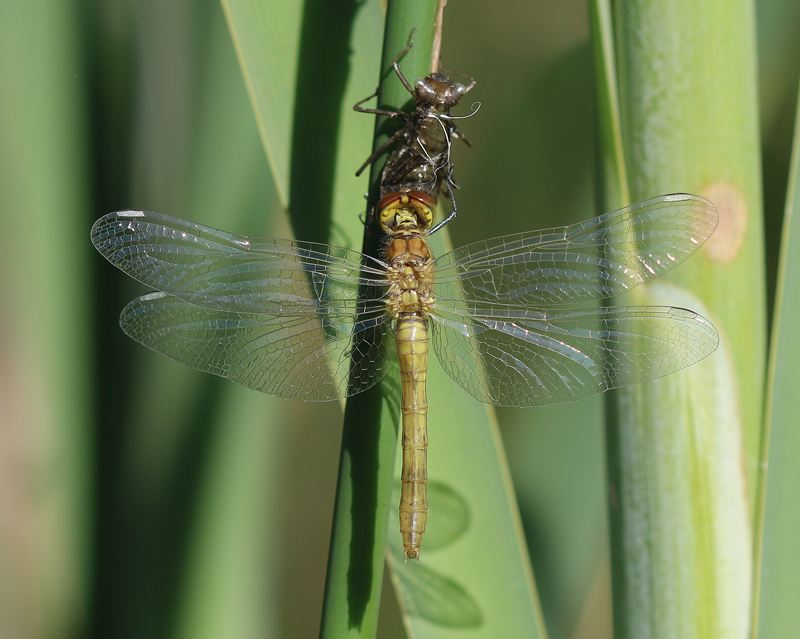 Blutrote Heidelibelle