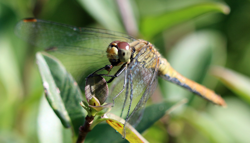 Blutrote Heidelibelle