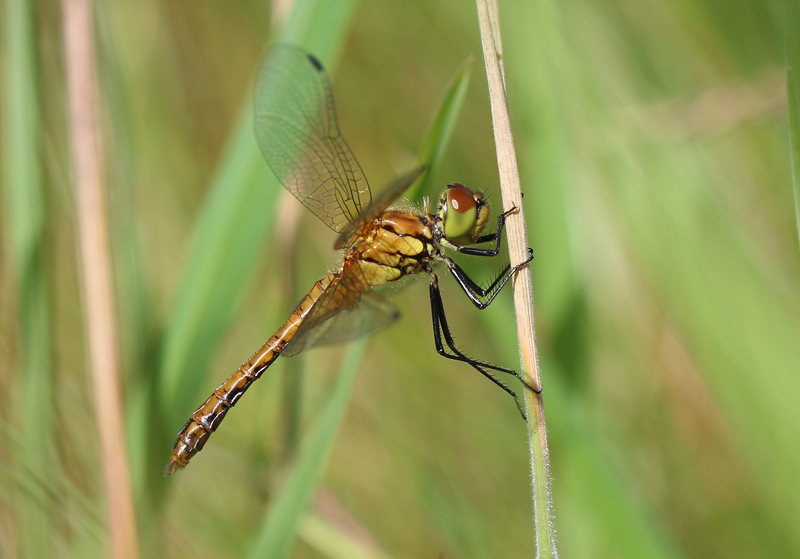 Blutrote Heidelibelle