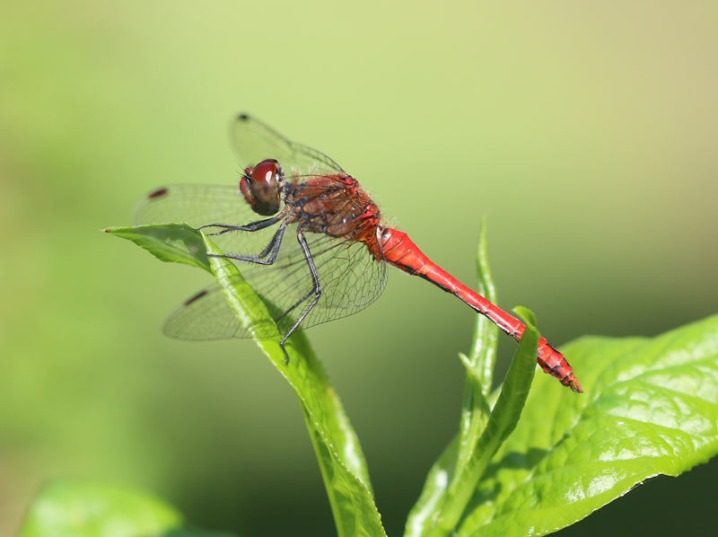 Blutrote Heidelibelle