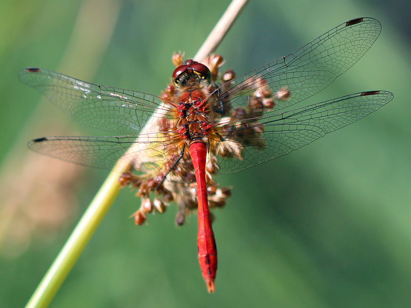 Blutrote Heidelibelle