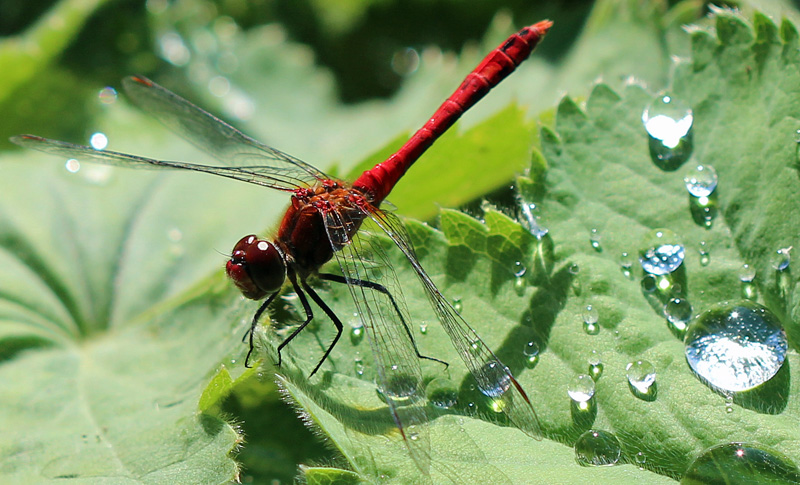 Blutrote Heidelibelle