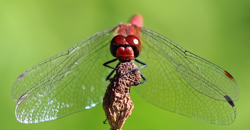 Blutrote Heidelibelle