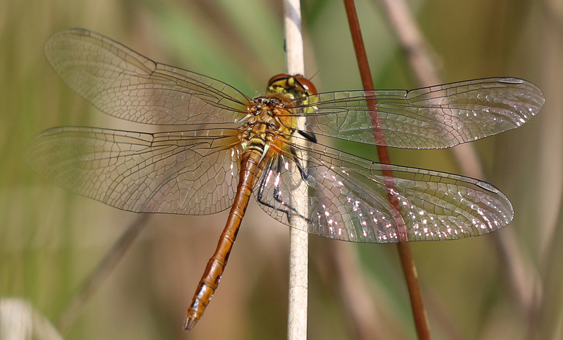 Blutrote Heidelibelle