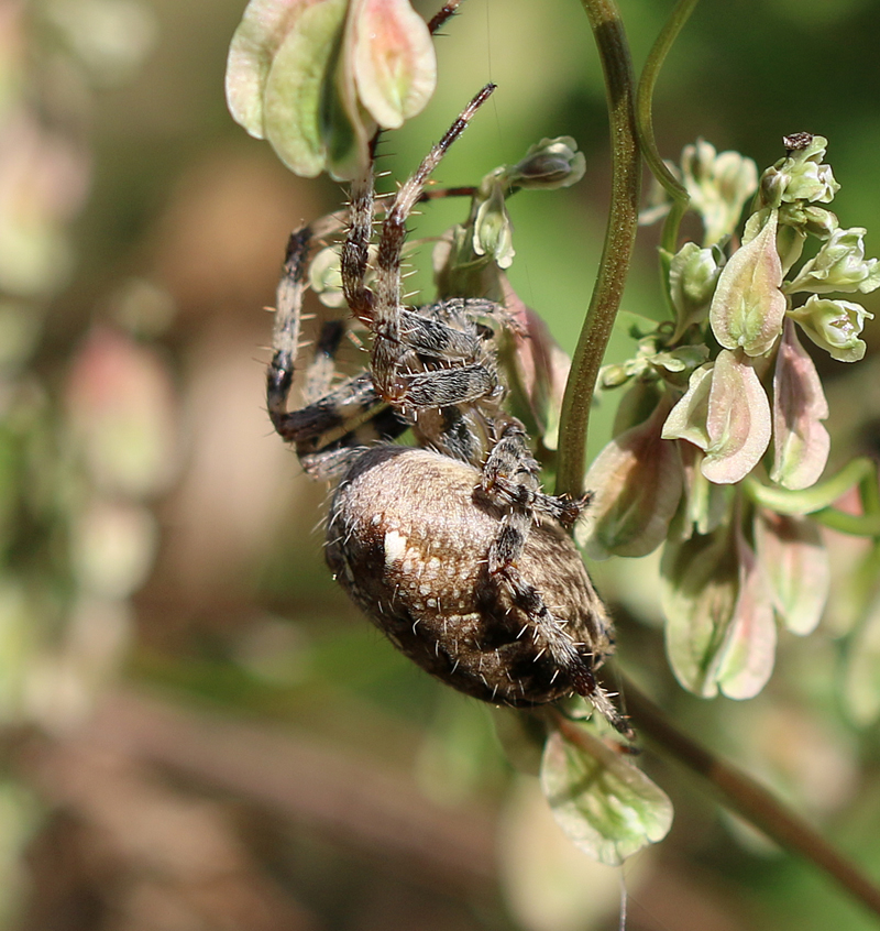 Gartenkreuzspinne