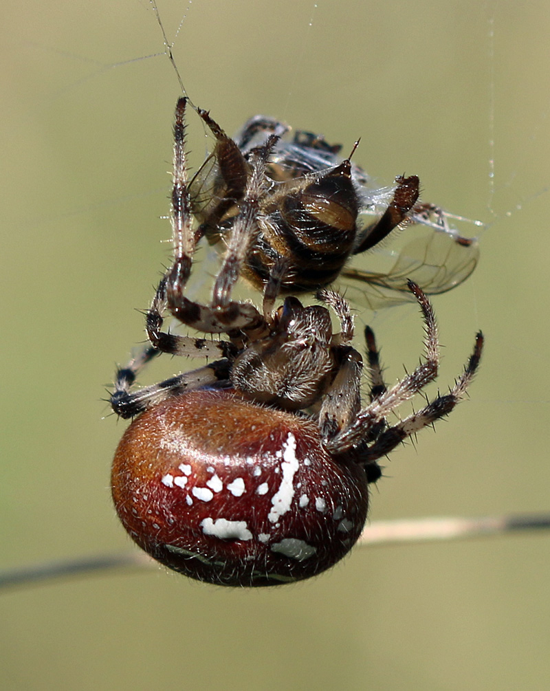 Gartenkreuzspinne