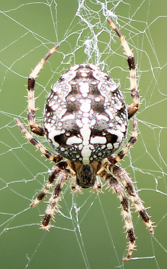 Gartenkreuzspinne