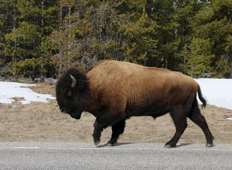 Buffalo