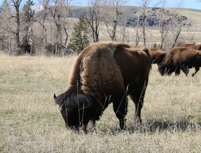 Buffalo