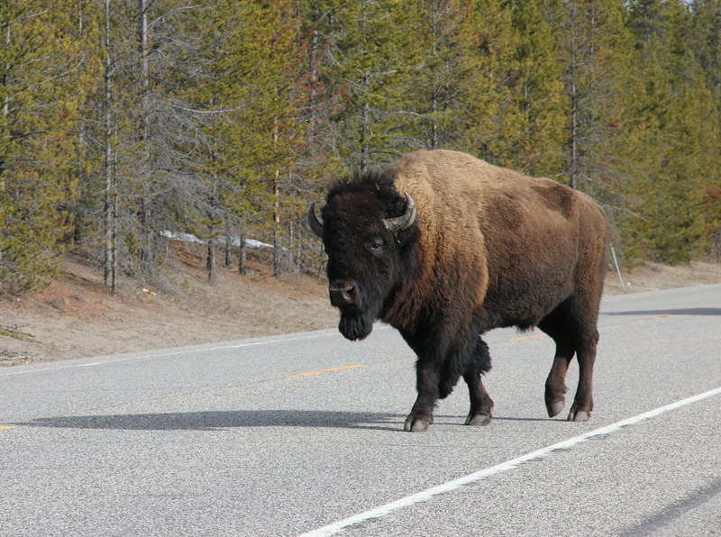 Buffalo