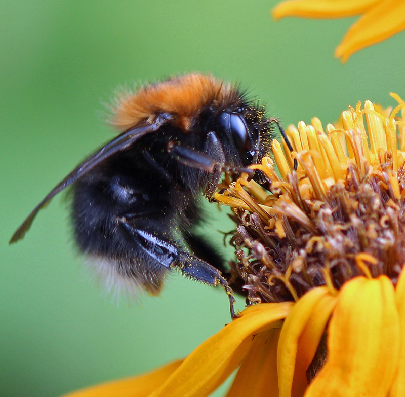 Baumhummel