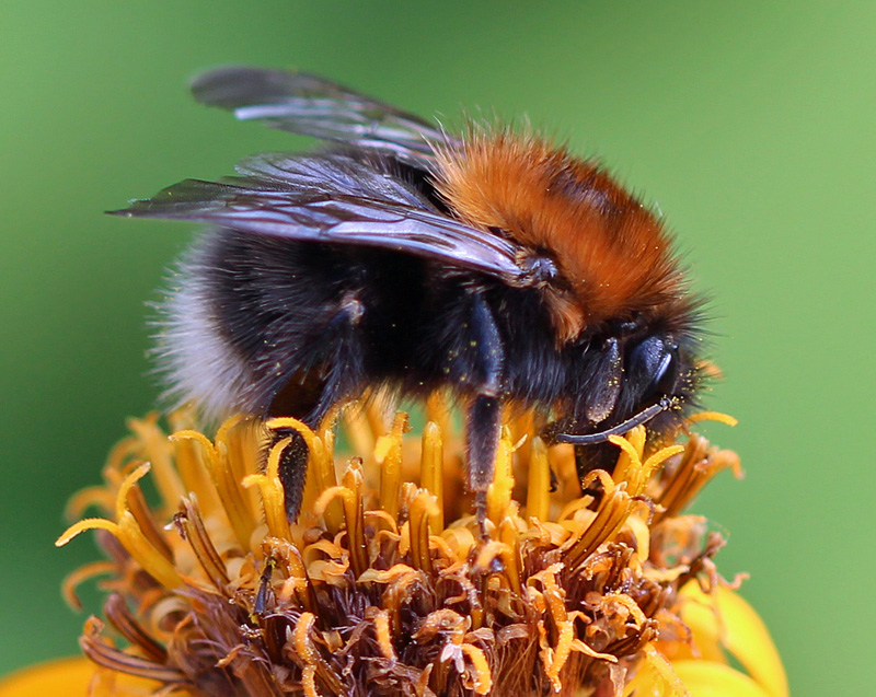 Baumhummel