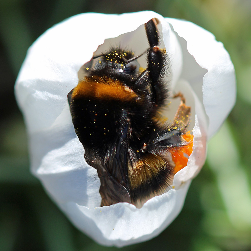 Dunkle Erdhummel