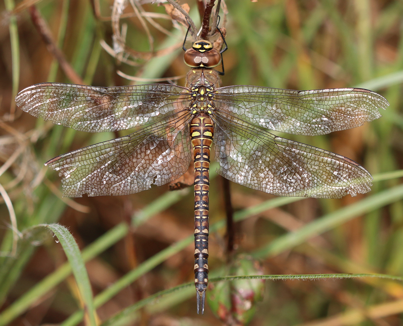 Herbst Mosaikjungfer